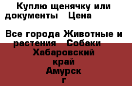 Куплю щенячку или документы › Цена ­ 3 000 - Все города Животные и растения » Собаки   . Хабаровский край,Амурск г.